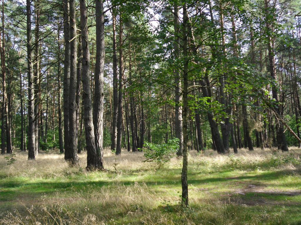Kastavengrund - Ferienhaeuser Mit Kamin Lychen Kültér fotó